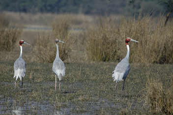Sarus Cranes - Kostenloses image #306057
